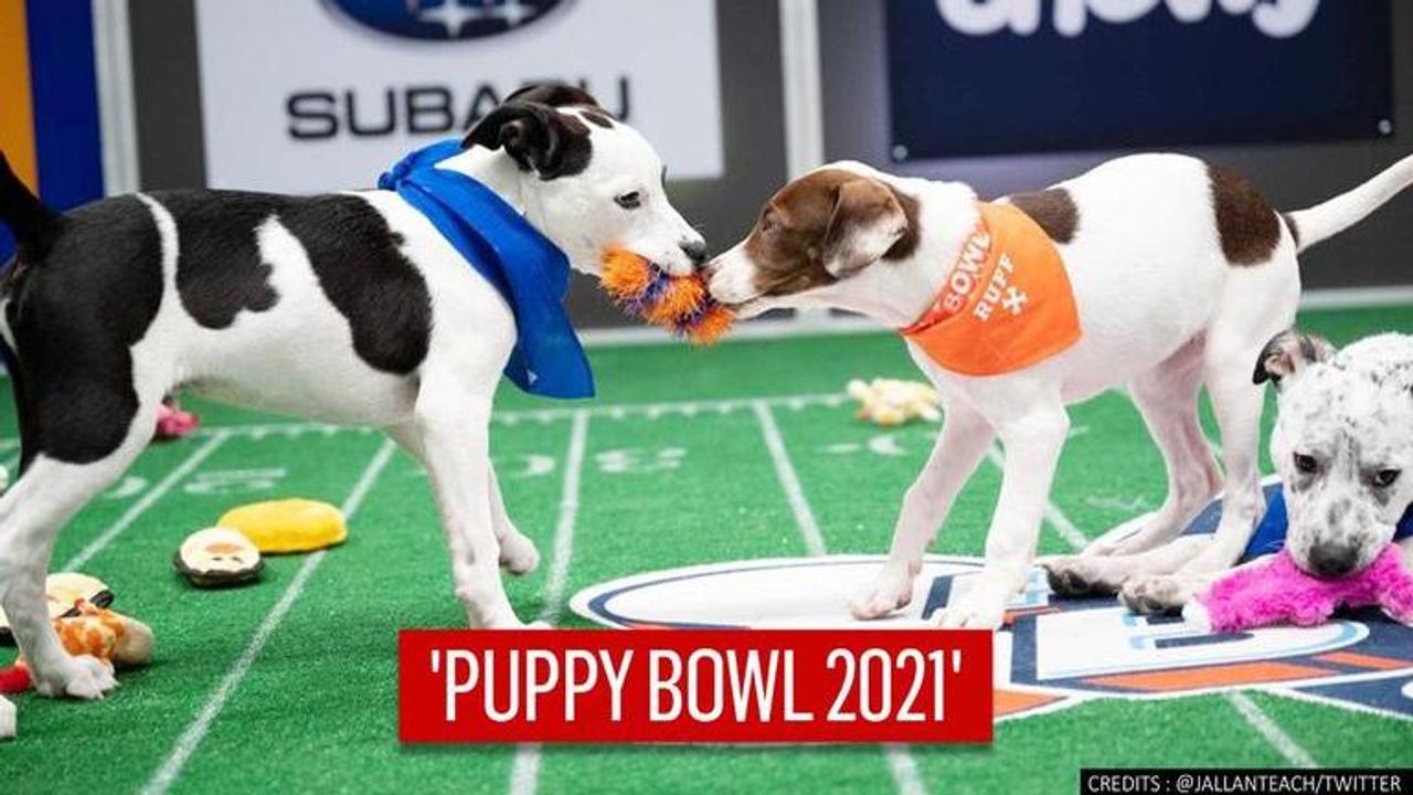 Dog ‘face off’ in event to promote adoption ahead of Super Bowl