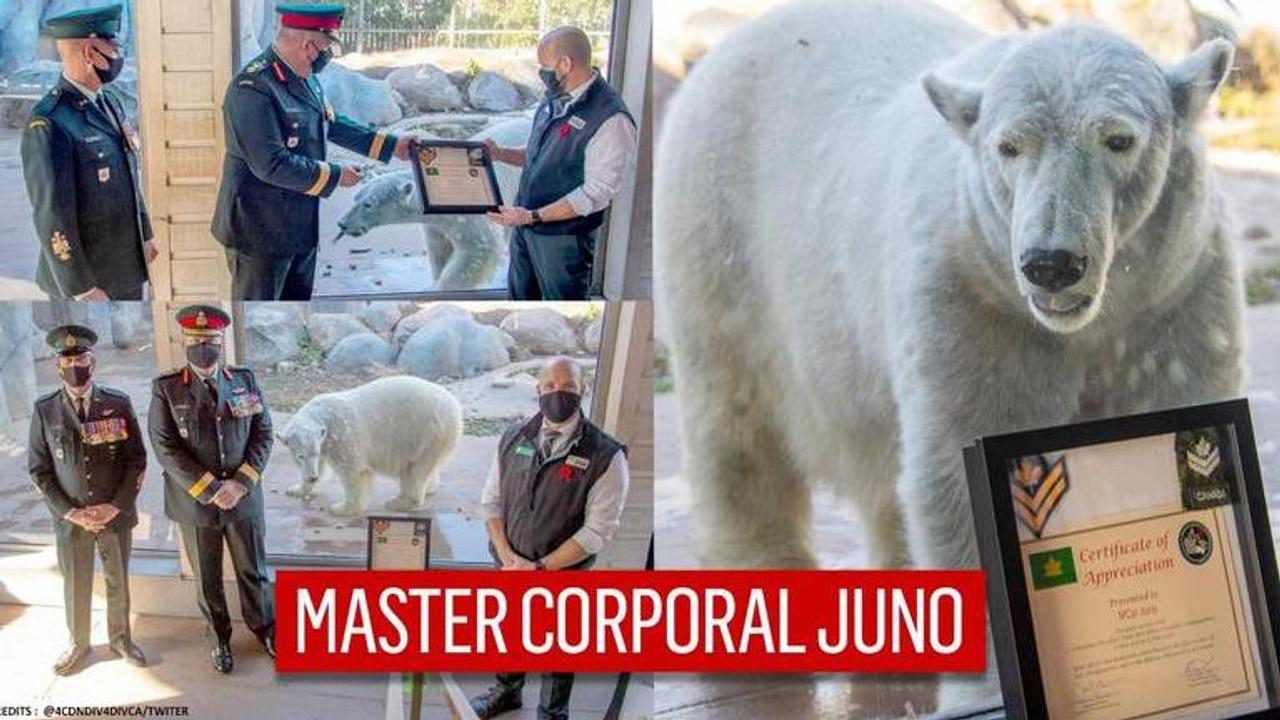 Polar bear becomes master corporal in Canadian Army on her birthday