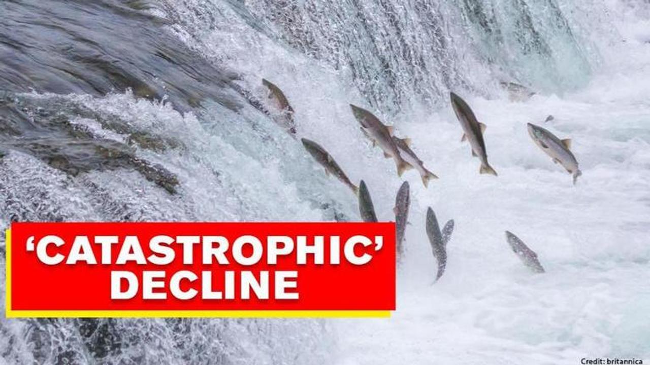 Migratory River fish population down in the last 50 years: Report