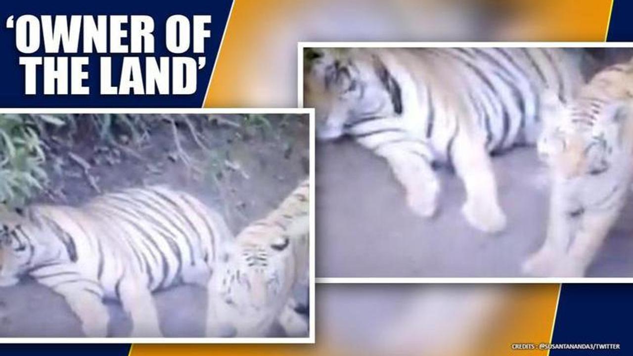 Tigers video of obstructing car's route in forest is a must watch