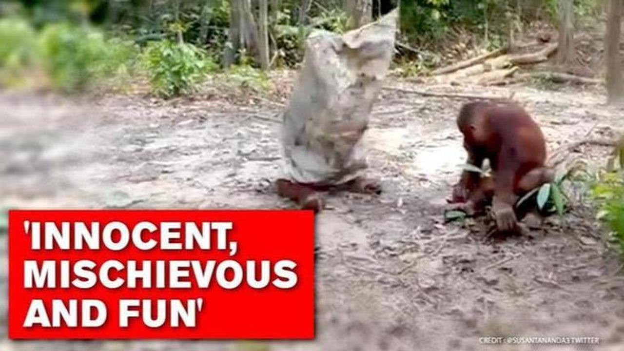 Adorable video of 'wonderfully innocent' orangutan pranking brother