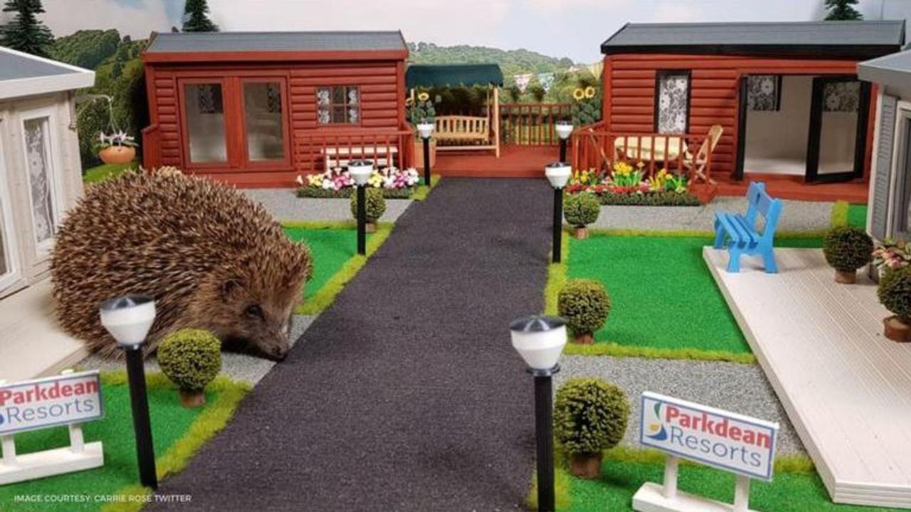 Park for Hedgehogs