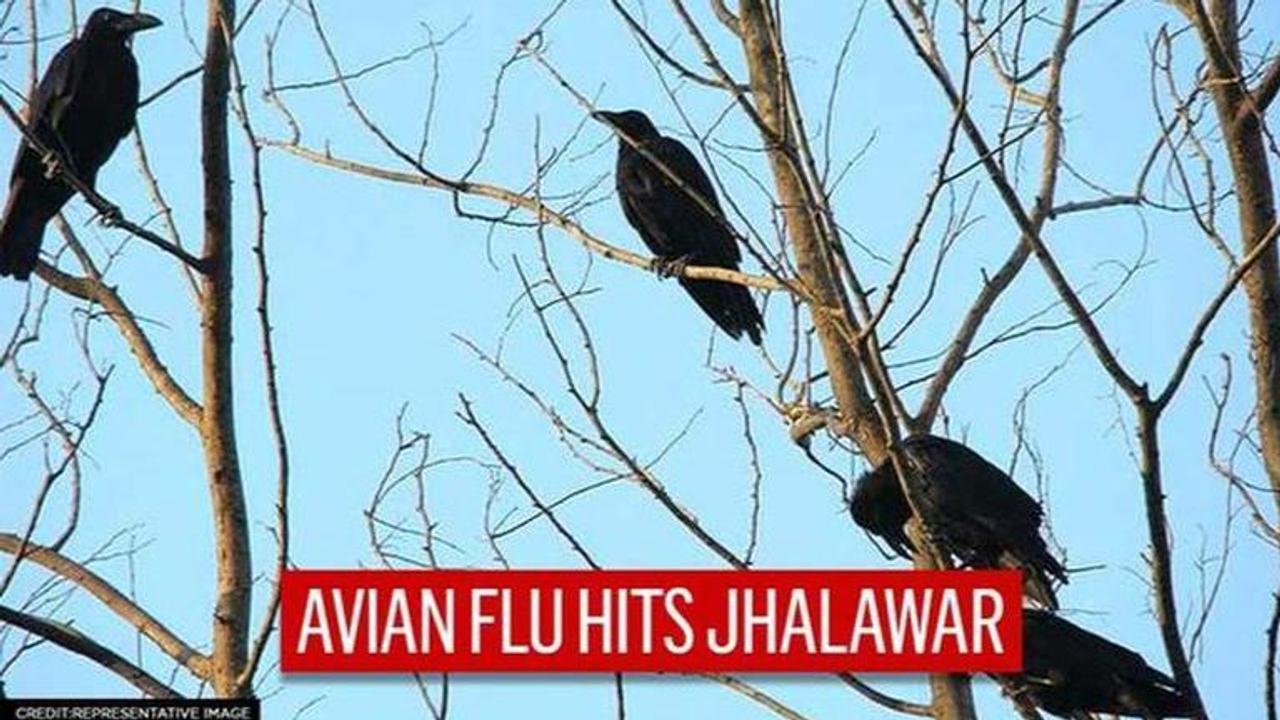 Avian flu