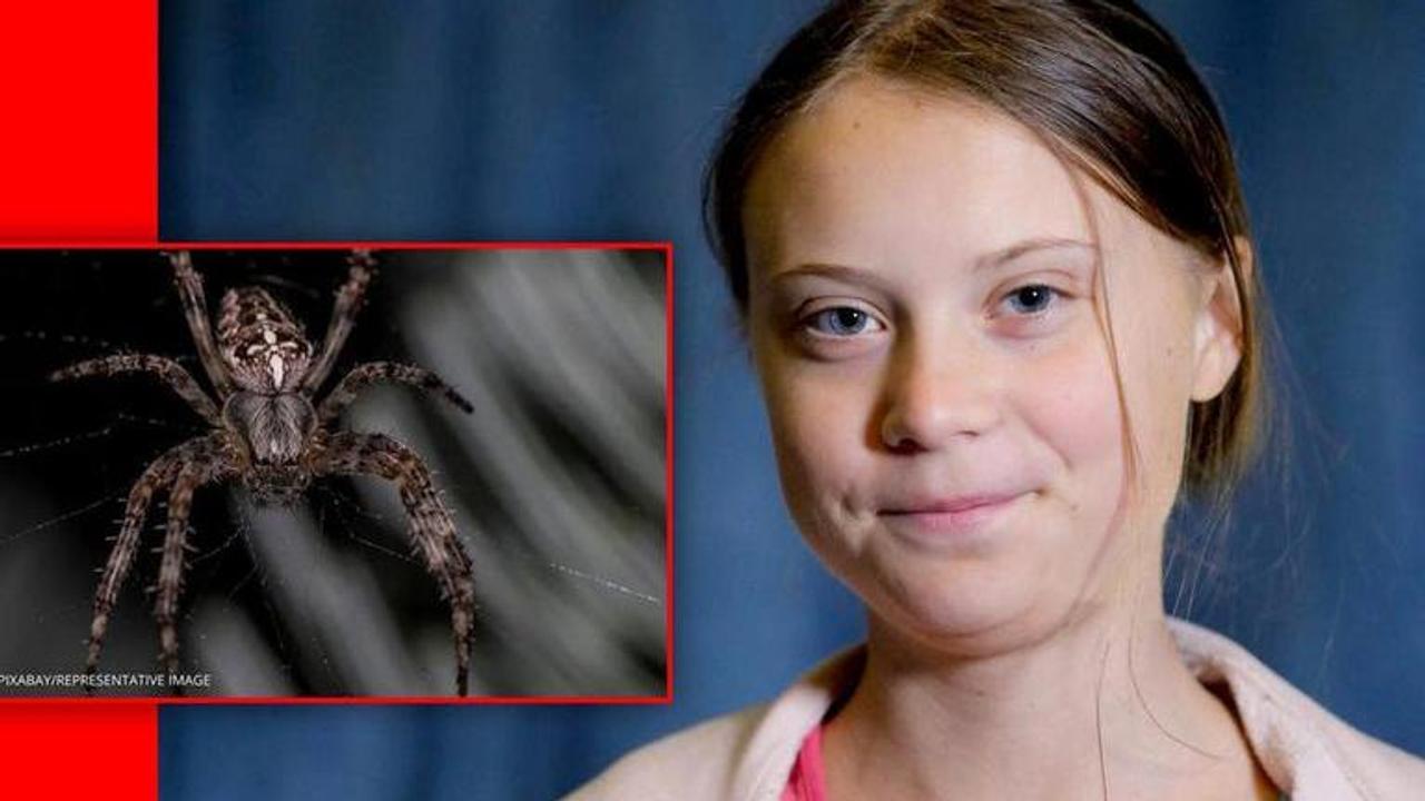 New spider species in Madagascar named after Climate Activist Greta Thunberg