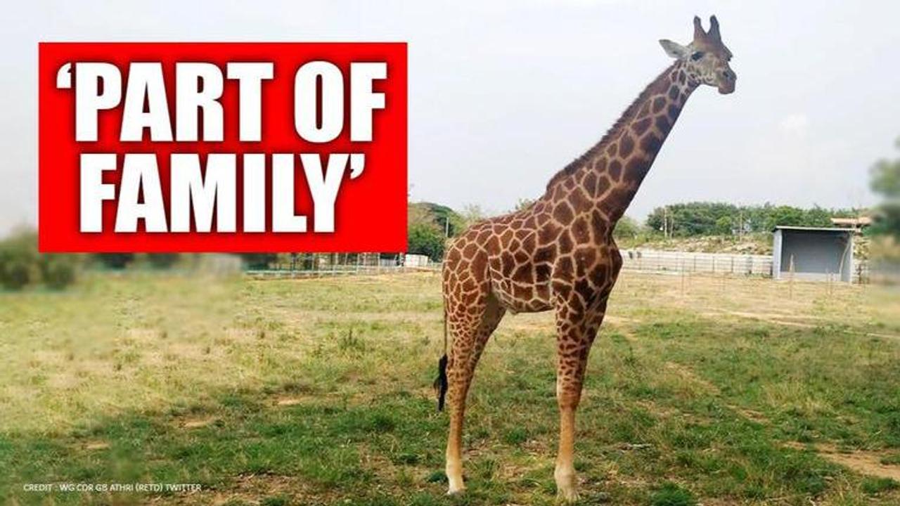 Ex Air Force officer adopts baby giraffe in Bengaluru zoo