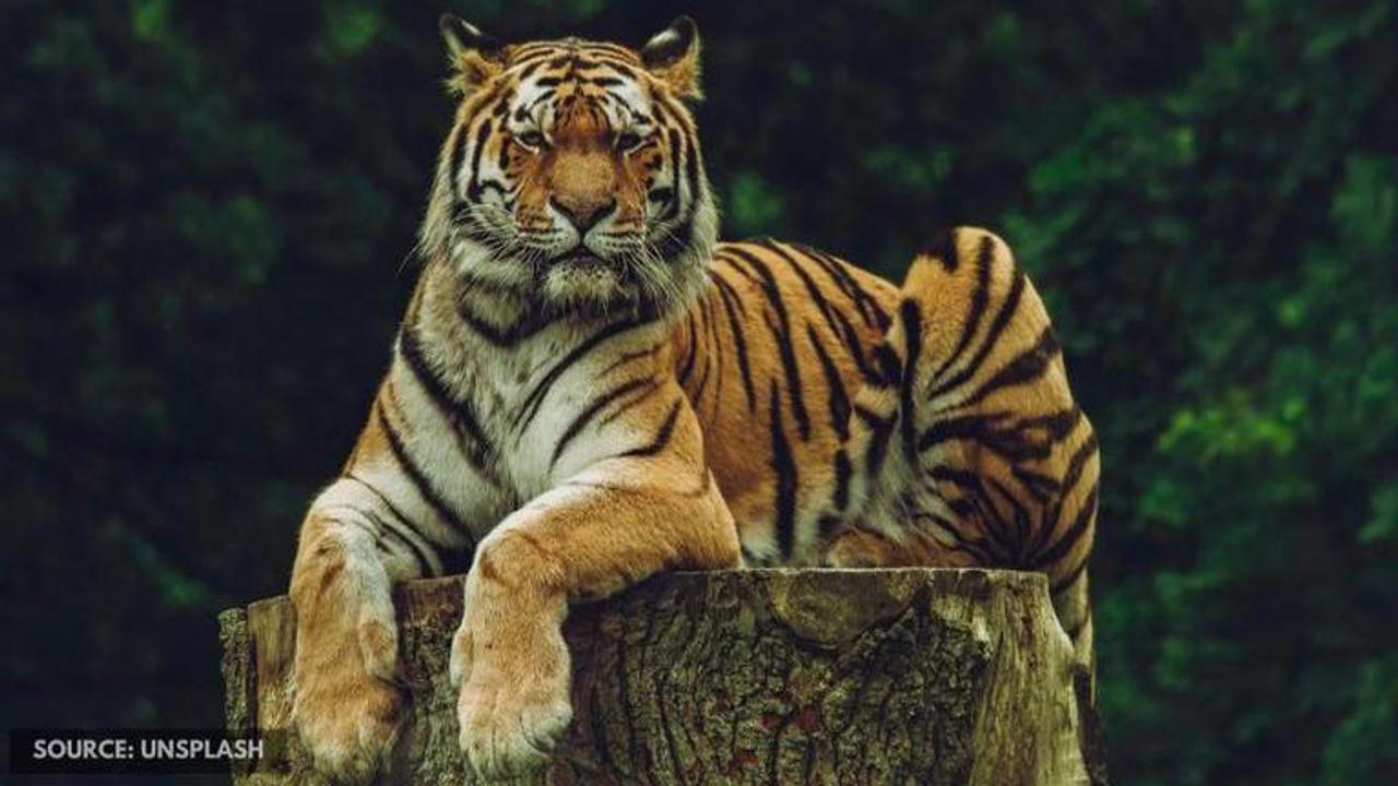 International Tiger Day 2020