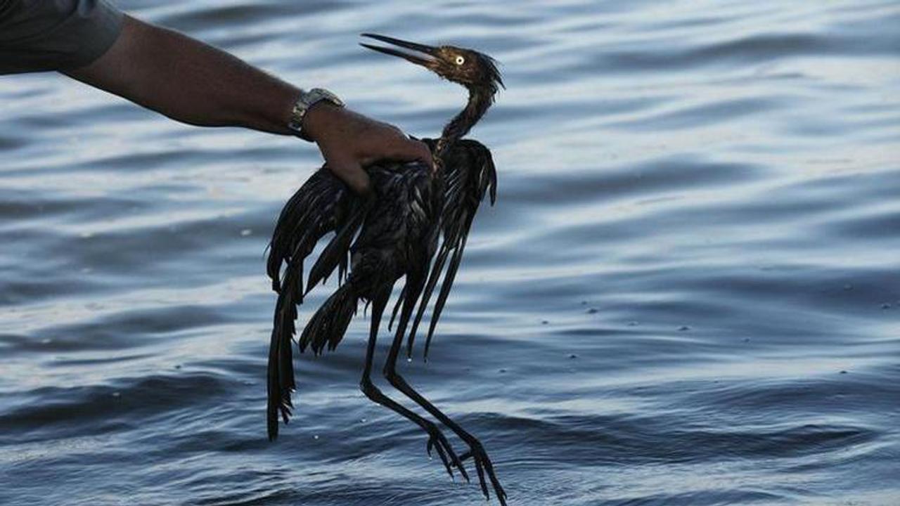 Sparkling waters hide some lasting harm from 2010 oil spill