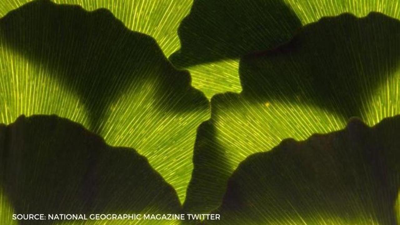 ginkgo trees