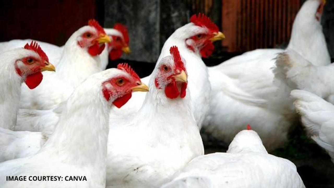 can chicken cause coronavirus