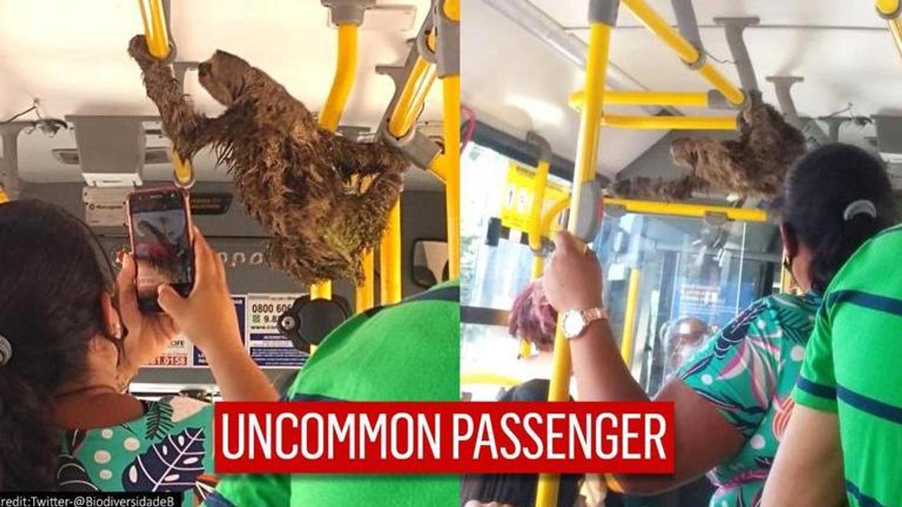 Brazil: Commuters left flabbergasted as sloth hitches ride in city bus