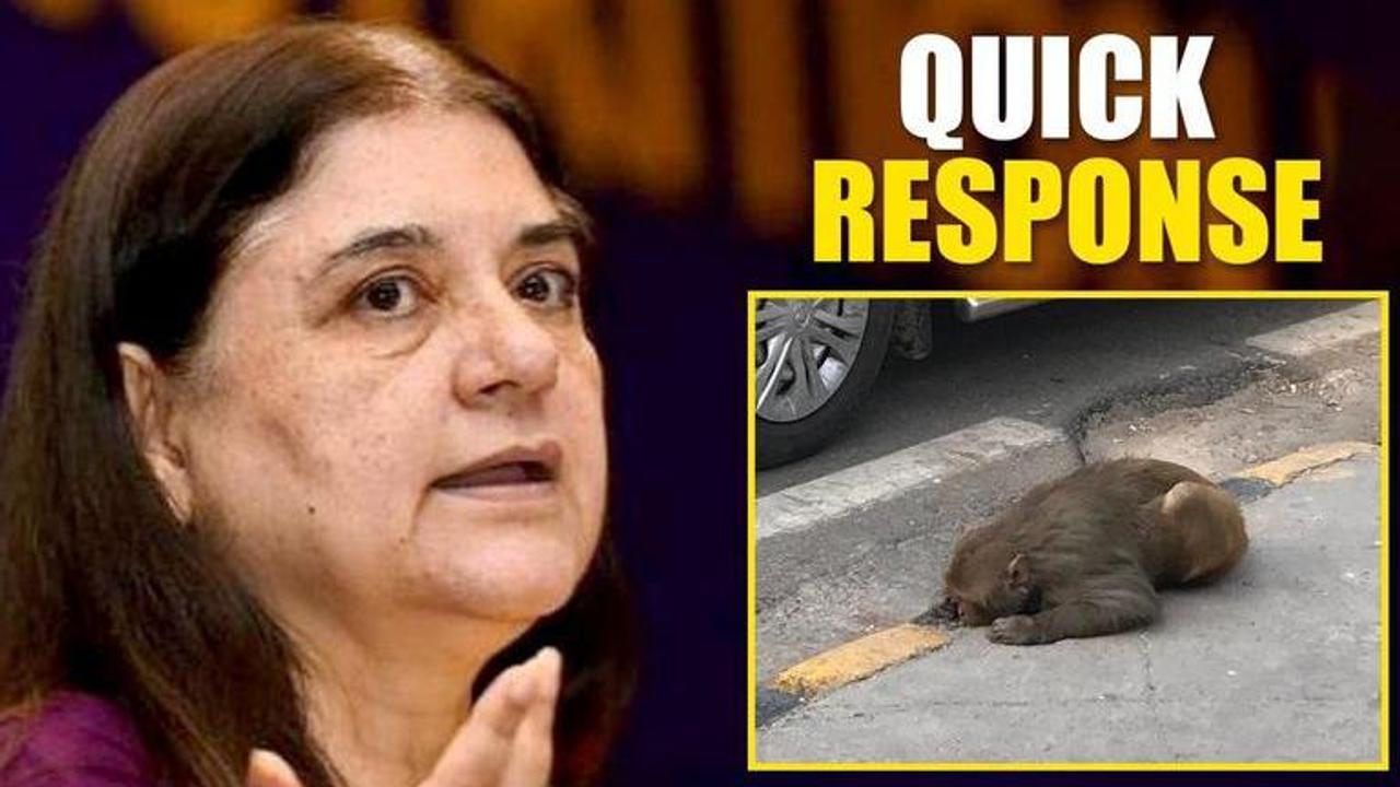 Maneka Gandhi