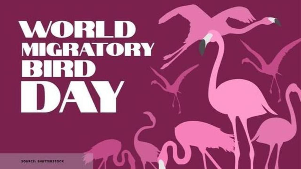 World migratory bird day 2020