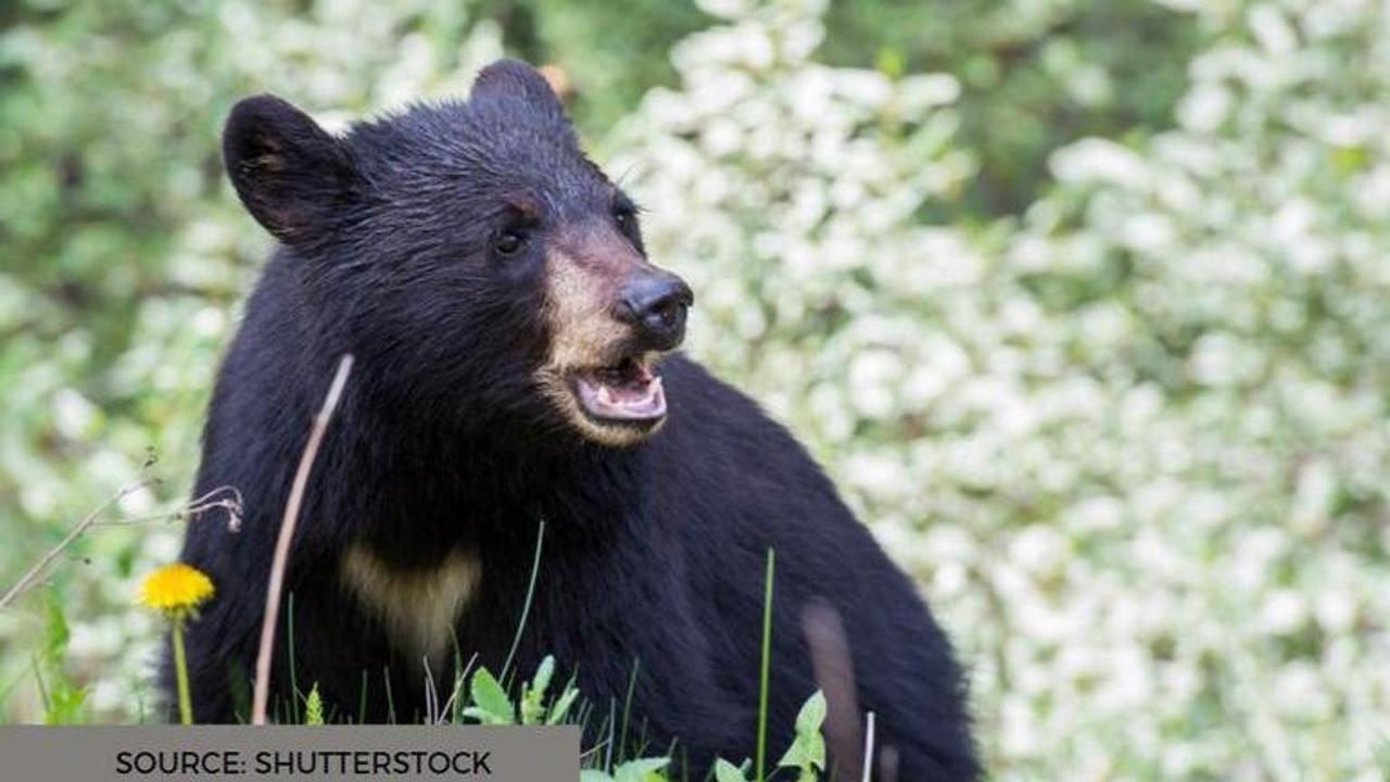 Bears eating apples