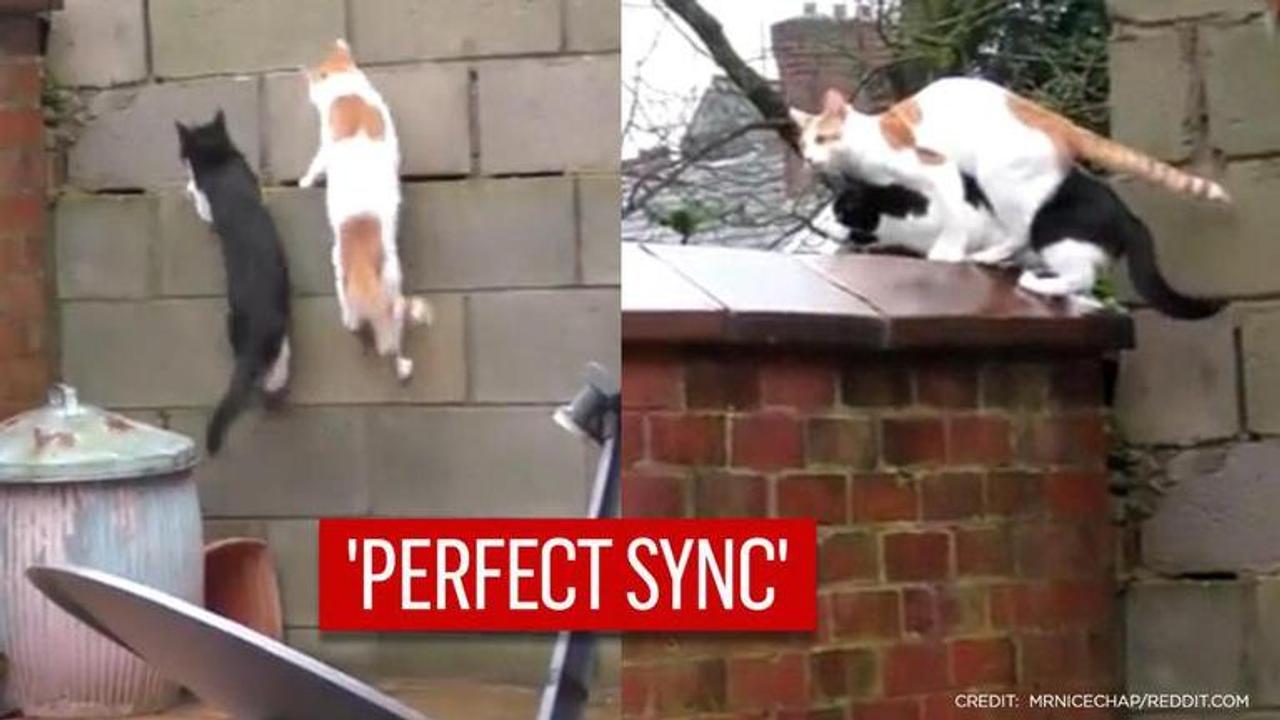 Viral video shows cats doing parkour act in impeccable sync, internet amazed