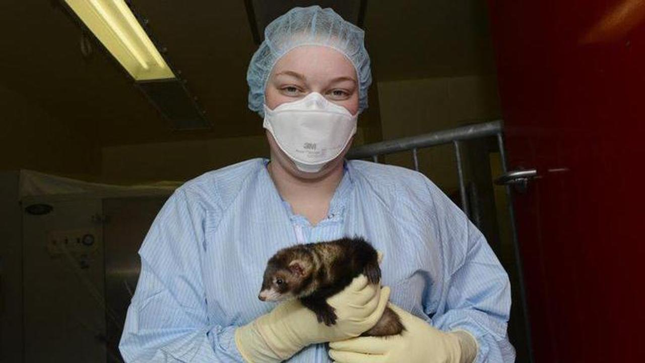 Monkeys, ferrets offer needed clues in COVID-19 vaccine race