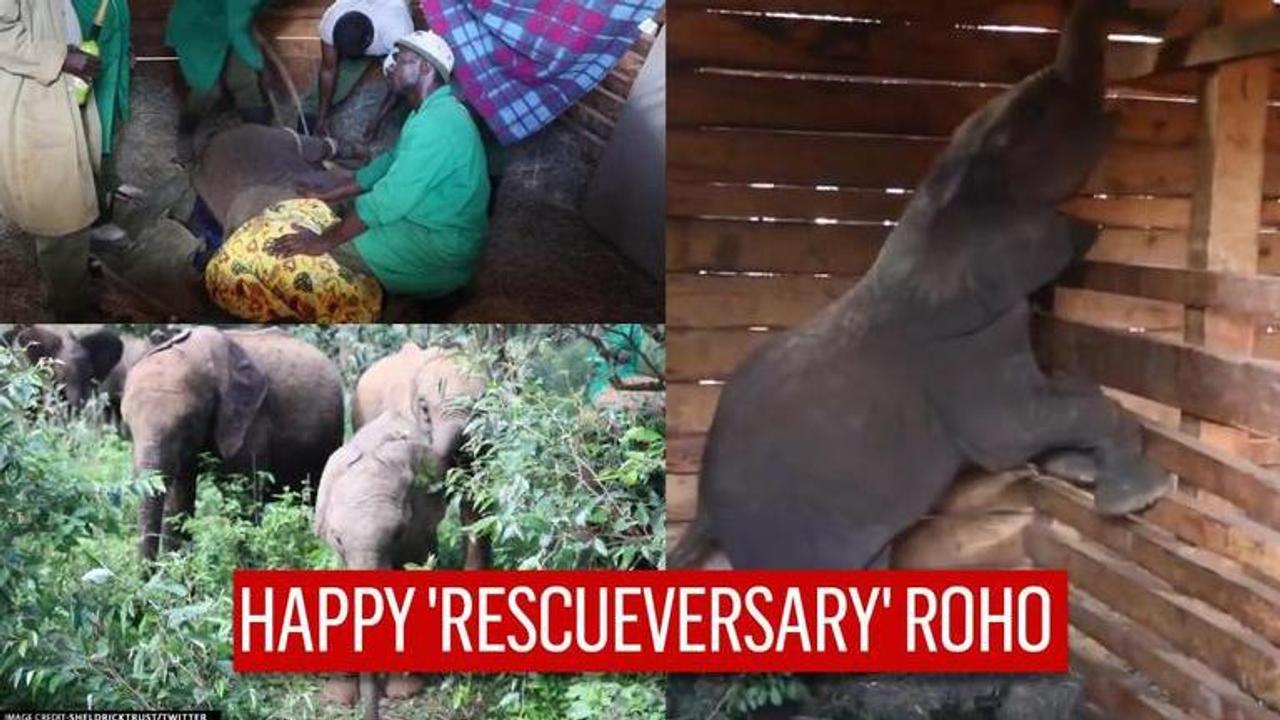 orphaned baby elephant