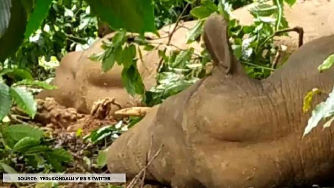 Elephants sleeping video