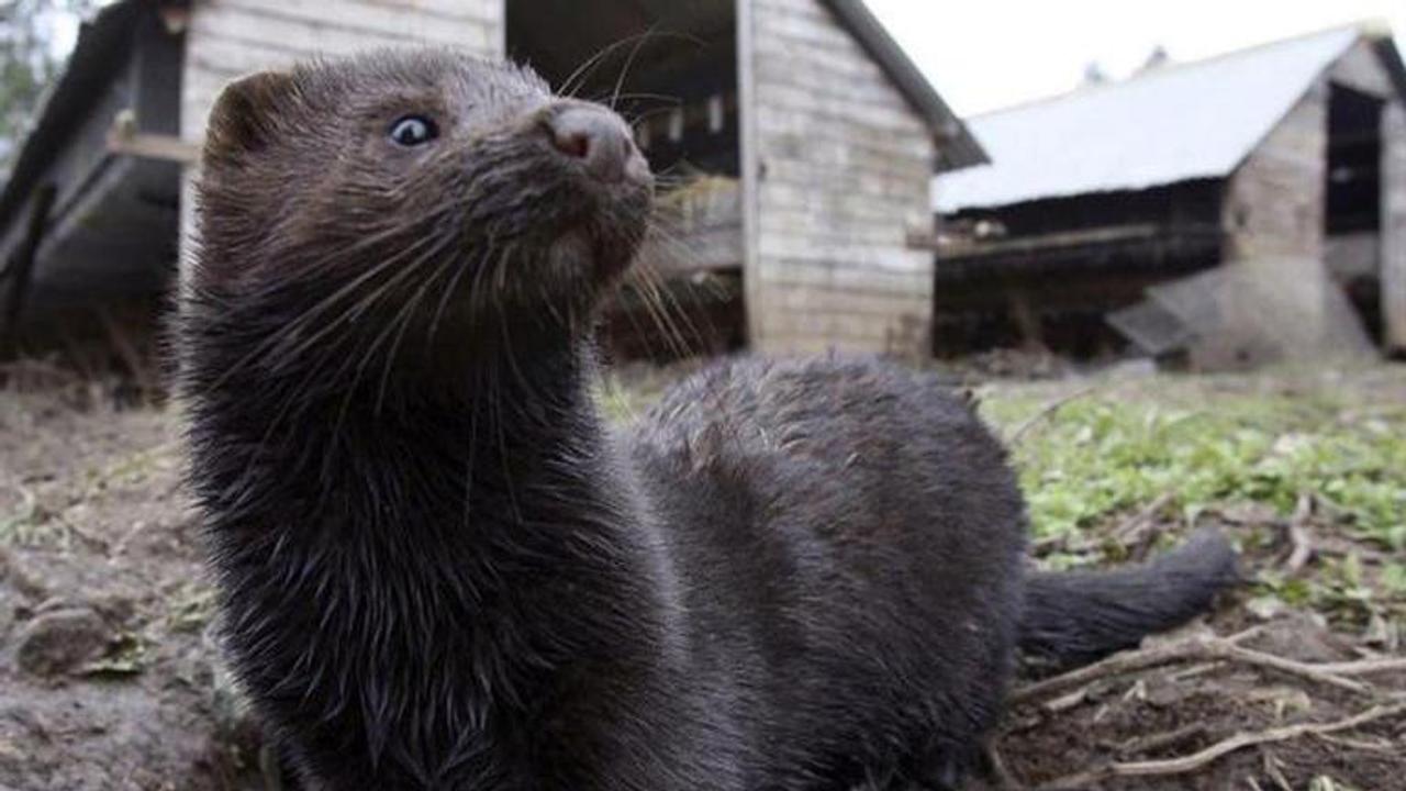 Dutch authorities order culling of Mink farms over COVID-19 fears