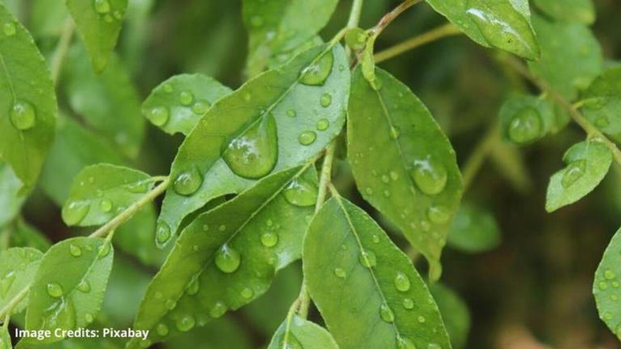 curry leaves