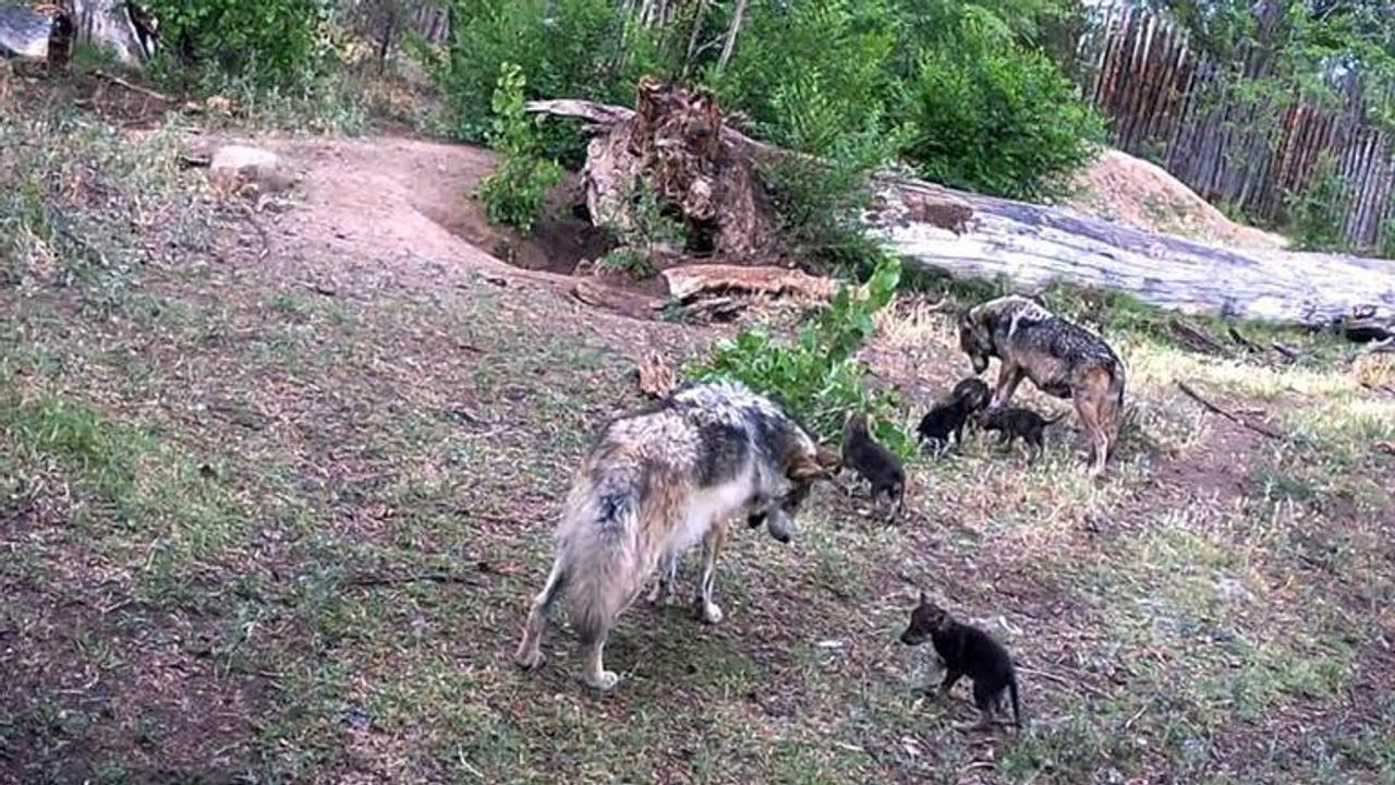 Endangered Mexican wolves welcome 7 pups at Albuquerque zoo