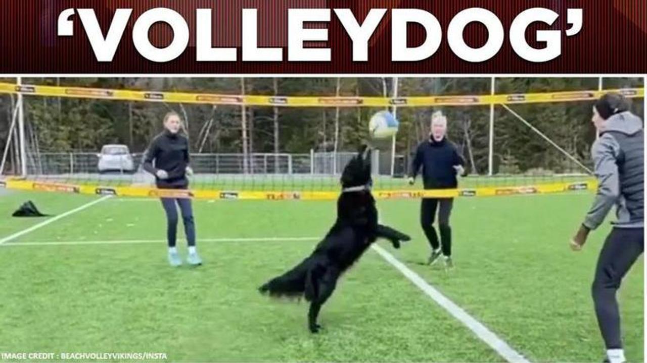 Dog playing volleyball with humans amid lockdown, breaks internet