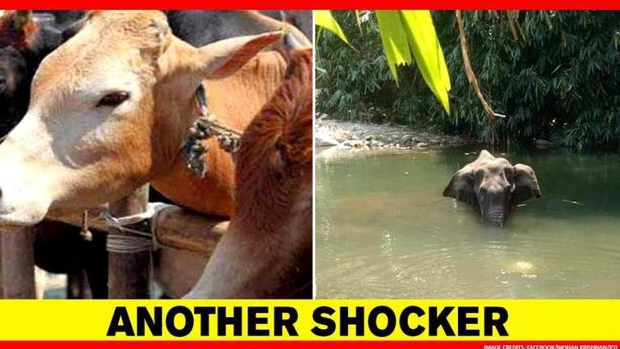 Cow gets injured after biting man-made explosives meant for wild boars in Coimbatore