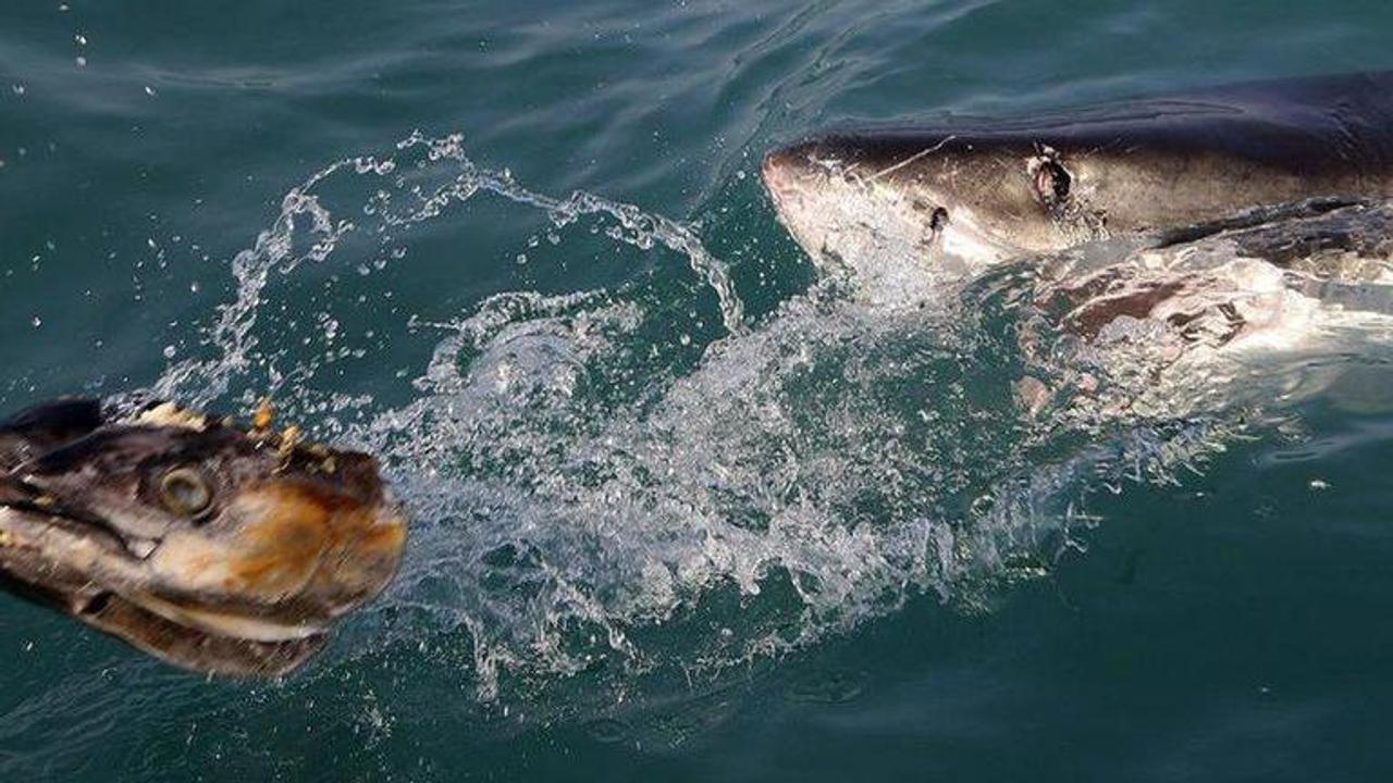 More seals means learning to live with sharks in New England