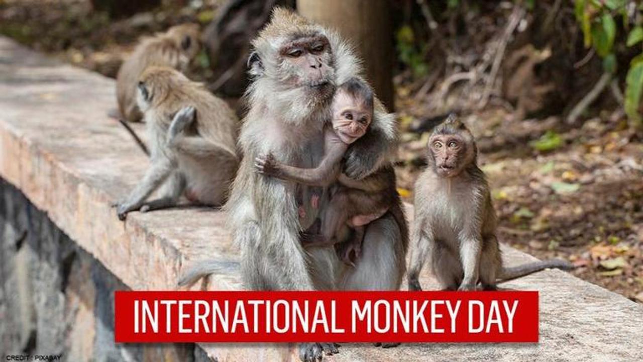 monkey day