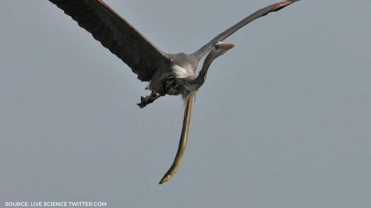 Alien-like photo shows snake eel dangling out of heron's stomach in midair