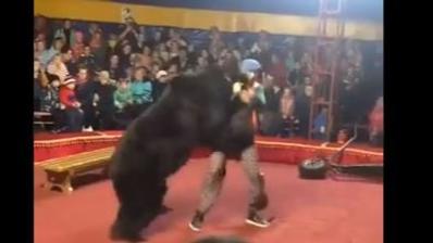 Bear Attacks Man During Live Circus Show 