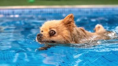 Benefits Of Swimming For Dogs