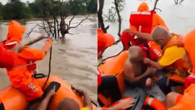 Gujarat: NDRF team rescued old man