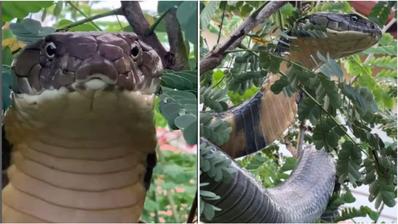 Terrifying: Viral Video Of 12-Ft-Long King Cobra Sighted Hanging On Bush Inside Residential Compound | WATCH