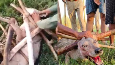 Villagers and forest department have captured the fifth man eater wolf in Bahraich today.