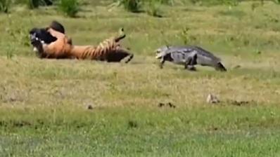 WATCH | Crocodile Tries To Snatch A Meal From Tiger's Mouth Goes Viral