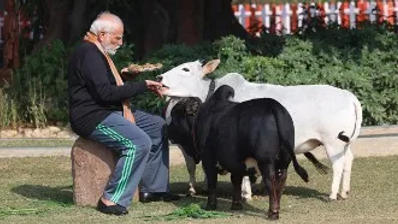 PM Modi feeds cows