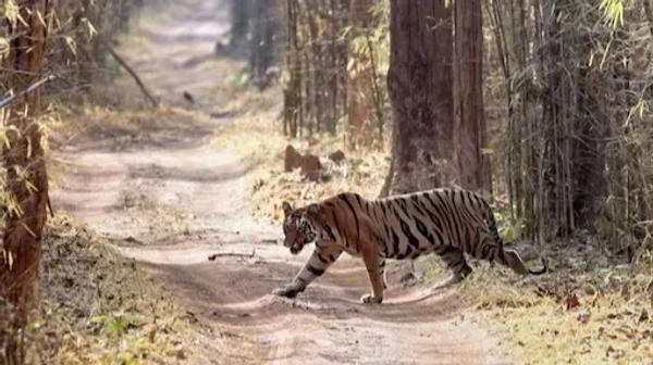 Good news! Tiger population in Uttarakhand sees a 314% jump: Here's why it  happened - Times of India