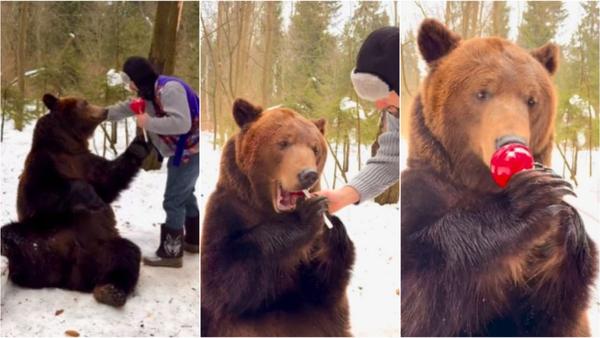 Amazingly Viral Video Of Man Feeding Brown Bear A Huge Red Lollypop Causes  Laughter Storm | WATCH- Republic World