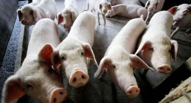  African swine fever spread in Kottayam district of Kerala