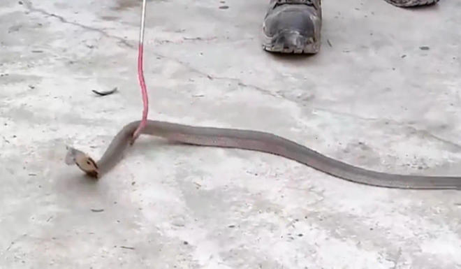 ATM dispenses snake 