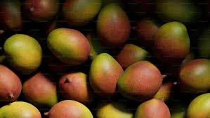 500+ Mango Pictures | Download Free ...