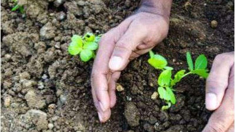 1 crore saplings to be planted across Rajasthan on Hariyali Teej 