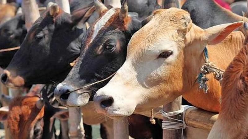 14 cattle found dead inside a house in Chhattisgarh