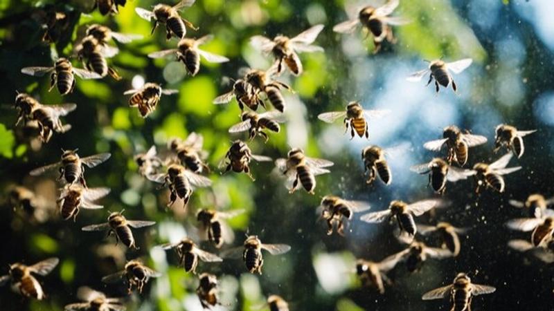 63-Year-Old Woman dies in shocking bee attack near Thiruvananthapuram