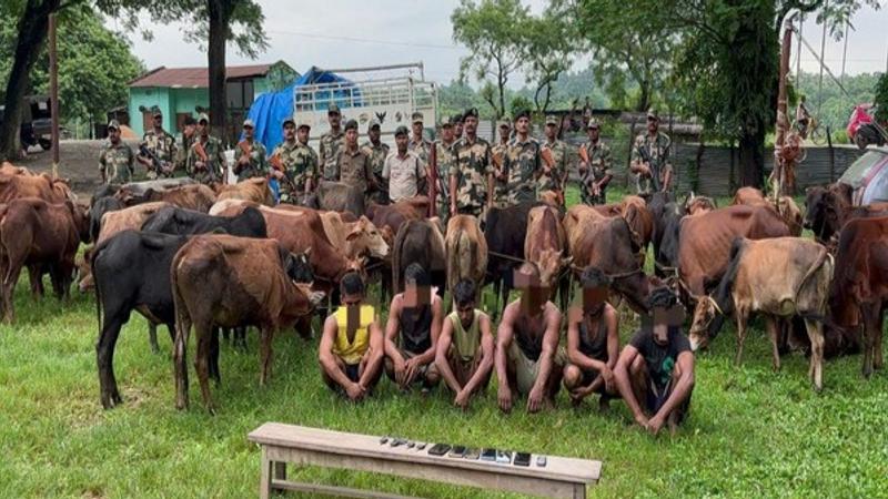 69 cattle rescued at India-Bangladesh border near Meghalaya