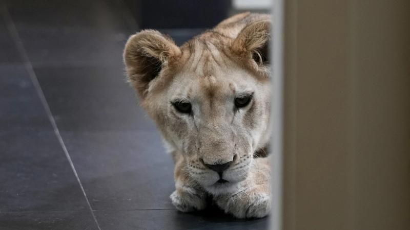 A Lion Cub Evacuated From Lebanon To A South African Sanctuary Escapes Airstrikes And Abuse