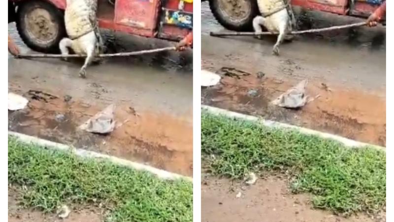  A recent viral video from Madhya Pradesh's Sheopur captures a crocodile jumping out of a moving e-rickshaw.