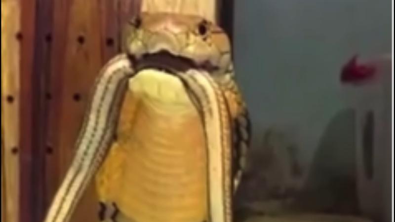 “A Turbocharged Cobra”: Viral Video Shows King Cobra Growling, Netizens React 