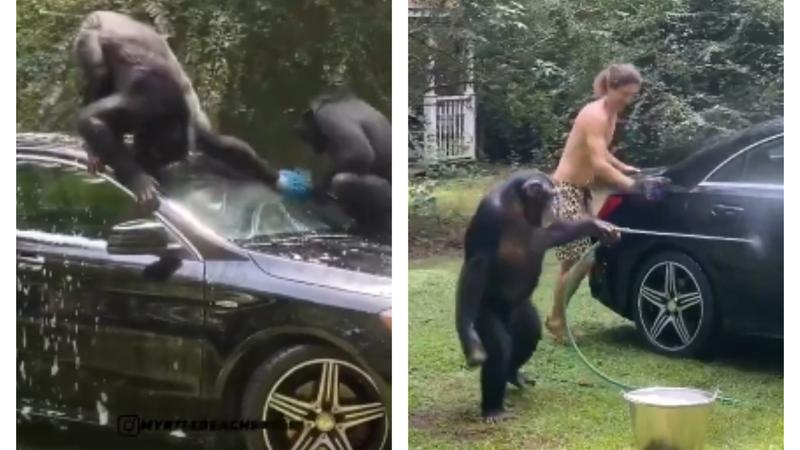 A video of chimpanzees assisting a man in washing a car is currently winning the internet.