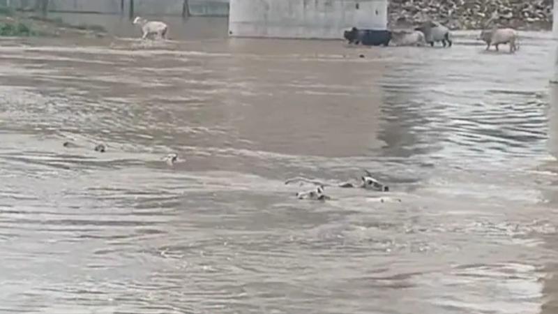 A video of several cows being thrown into a swollen river in Satna district